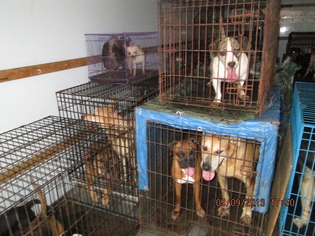 Before: Rescued Dogs
