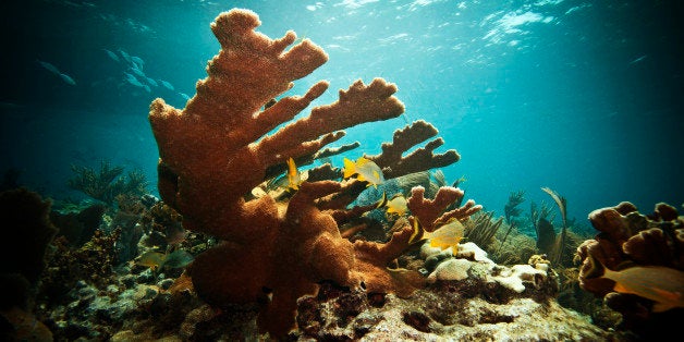 Staghorn Coral, Swim Free and Thrive!