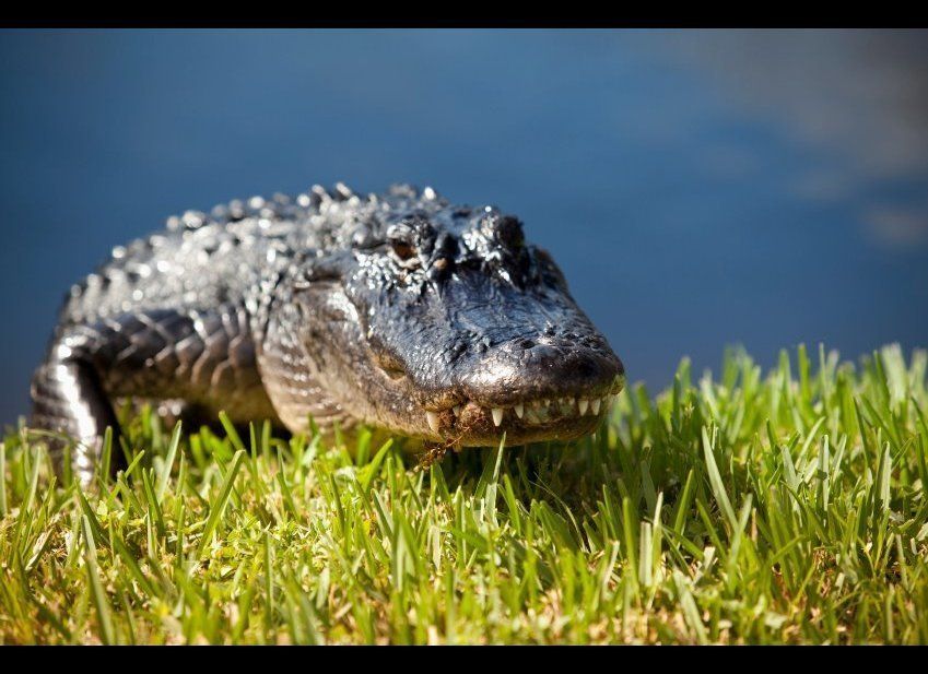 Get up Close and Personal with a Gator