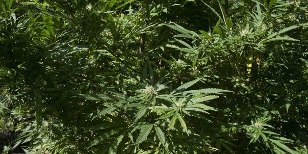 A cannabis plant is seen in a house of Montevideo on April 25, 2014. In last December, Uruguay became the first country in t