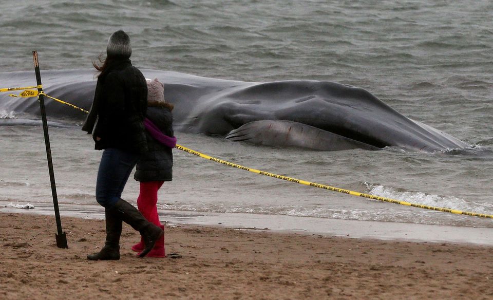 Large Whale Beached At Breezy Point