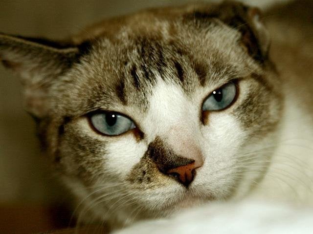 Adopt A Pet In New York City: Featured Animals For 2/16/2013, Courtesy Of NYC's Animal Care & Control (PHOTOS) | HuffPost New York Adopt A Pet In New York City: Featured Animals For 2/16/2013, Courtesy Of NYC's Animal Care & Control (PHOTOS) | HuffPost New York