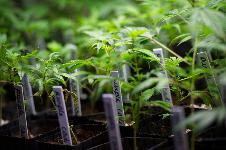 Marijuana plants grow at the MedMar Healing Center, a medical-marijuana dispensary, in San Jose, California, U.S., on Thursday, Feb. 7, 2013. San Jose is the medical-marijuana capital of Silicon Valley with 106 clinics, about twice as many per square mile as Los Angeles. Photographer: David Paul Morris/Bloomberg via Getty Images 