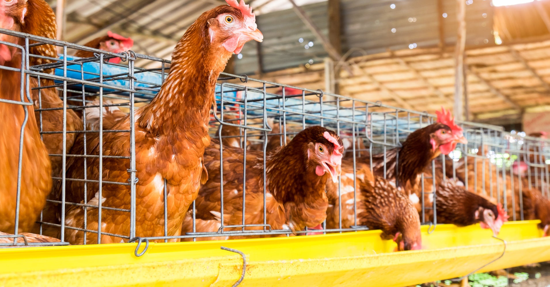 California Votes To Ban Cages For Hens, Give Farm Animals More Room