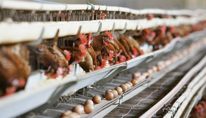 Hens in battery cages in Italy in 2005. 