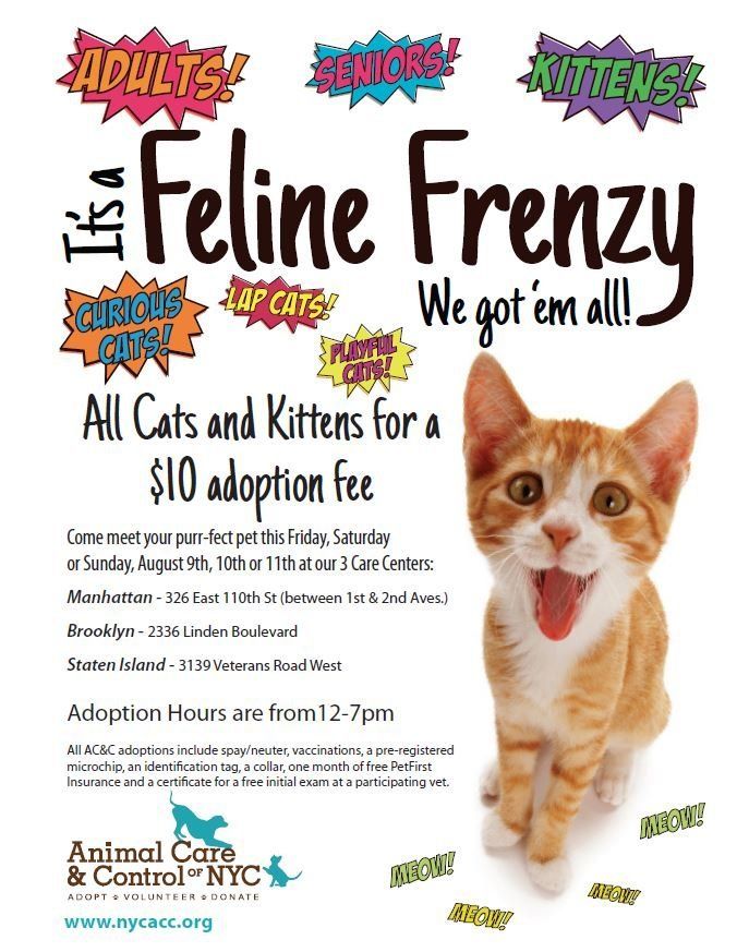 Feline Frenzy flyer jpg