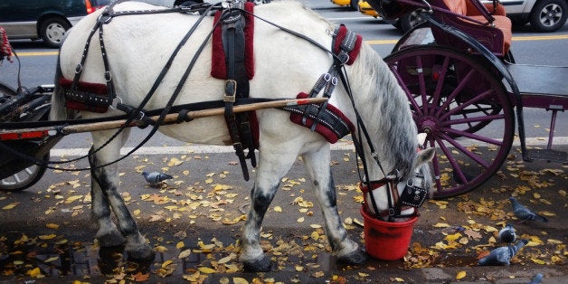 NEW YORK, NY - NOVEMBER 14: A carriage horse is fed a bucket of oats beside Central Park on November 14, 2011 in New York City. Following three serious accidents involving Central Park horses over the past two weeks, some local lawmakers have renewed their call to ban carriage horses. The sight of the horses pulling tourists in the park has become an iconic New York sight. Despite strict laws governing the treatment and working hours of the horses, two collapsed and died and one horse crashed after becoming frightened recently. (Photo by Spencer Platt/Getty Images)