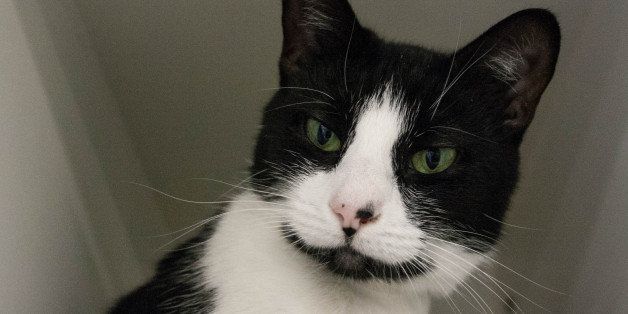Adopt A Pet In New York City: Featured Animals For 11/10/2013, Courtesy Of NYC's  Animal Care & Control (PHOTOS) | HuffPost New York