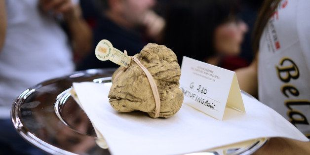 A 280-gram truffle is presented to the audience during the World Alba White Truffles Auction in Grinzane Cavour in northwestern Italy on November 10, 2013. Two truffles weighing a total of 950 grams were sold for 90,000 euros (about 120,000 US dollars) to a buyer from Hong Kong. AFP PHOTO / OLIVIER MORIN (Photo credit should read OLIVIER MORIN/AFP/Getty Images)