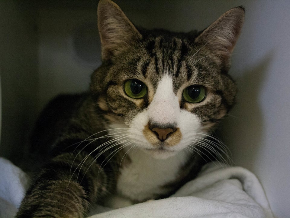 Moses (A0714143)