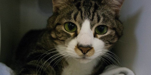 Adopt A Pet In New York City: Featured Animals For 12/8/2013, Courtesy Of NYC's Animal Care & Control (PHOTOS) | HuffPost New York Adopt A Pet In New York City: Featured Animals For 12/8/2013, Courtesy Of NYC's Animal Care & Control (PHOTOS) | HuffPost New York