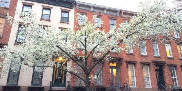 Flowering White Callery Pear Tree in Front of Brick Townhouses on a Street in Brooklyn, New York