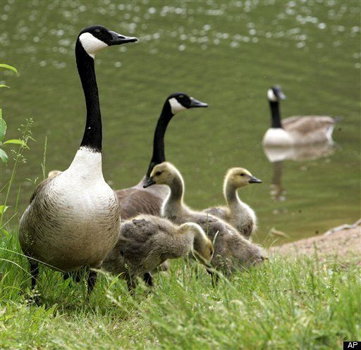 New York To Kill 170,000 Geese | HuffPost New York