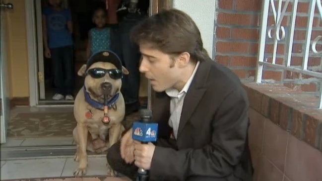 Met this cool dog outside a Mets game in NYC. He is a sweetheart