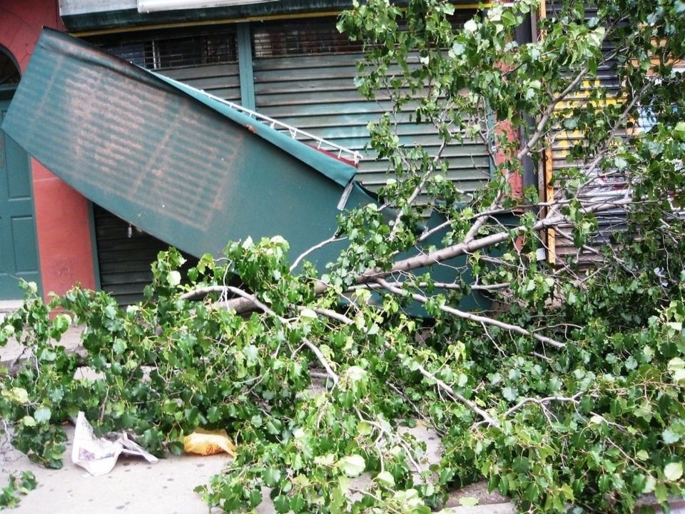 Fallen Tree Crushes Store Front