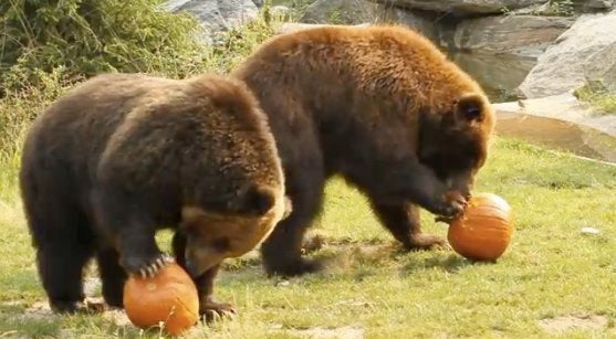 Bronx Zoo Bears Play with Pumpkins 