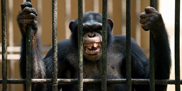 An African chimpanzee grimaces in a cage at a zoo in Dehiwala near Colombo on March 3, 2016, on World Wildlife Day. AFP PHOTO/ Ishara S. KODIKARA / AFP / Ishara S.KODIKARA (Photo credit should read ISHARA S.KODIKARA/AFP/Getty Images)