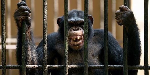 An African chimpanzee grimaces in a cage at a zoo in Dehiwala near Colombo on March 3, 2016, on World Wildlife Day. AFP PHOTO