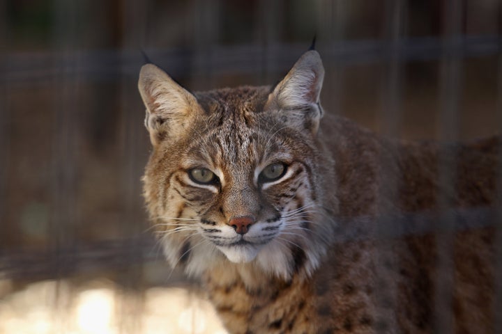 Henry Arnibal Kills, Eats Bobcat While High On Methamphetamine (VIDEO