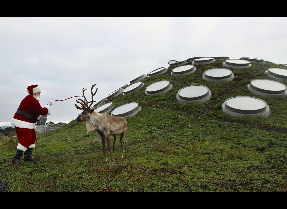 Reindeer On The Roof