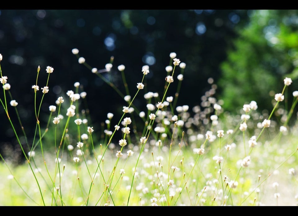  Palomar Mountain State Park