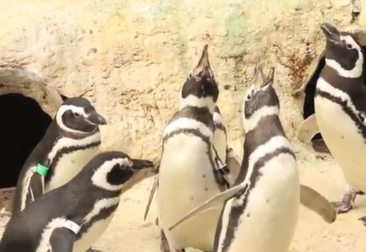 San Francisco Zoo Penguins Sing 'Jingle Bells' (VIDEO) | HuffPost San ...