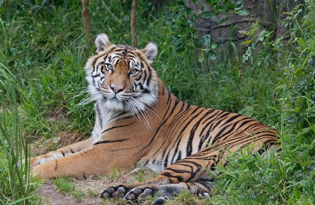 Endangered tiger born at San Francisco zoo