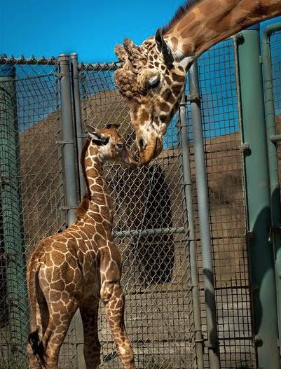 Baby giraffe and his dad celebrate Father's Day