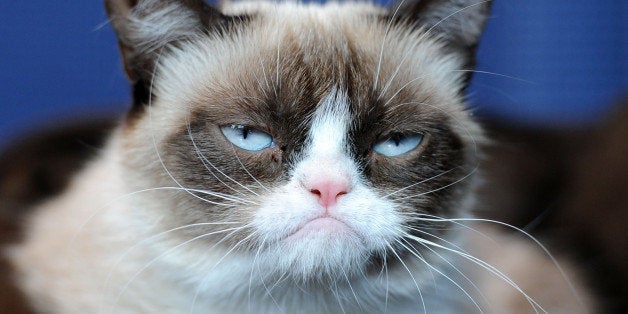 SANTA MONICA, CA - JULY 23: Grumpy Cat makes an appearance at Kitson Santa Monica to promote her new book 'Grumpy Cat : A Gr