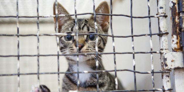 sad cats in shelters