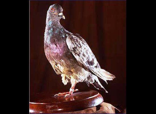 1. Cher Ami (The Carrier Pigeon)