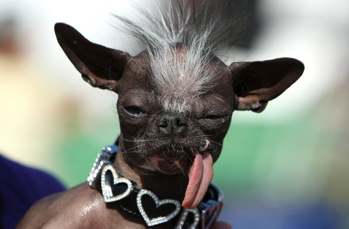 Ugliest best sale dog images