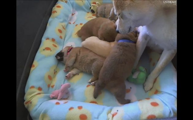 Shiba Inu Puppy Cam Live Stream Huffpost