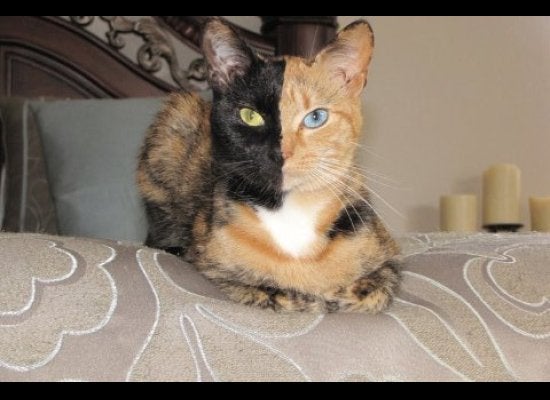 Venus The Chimera Cat