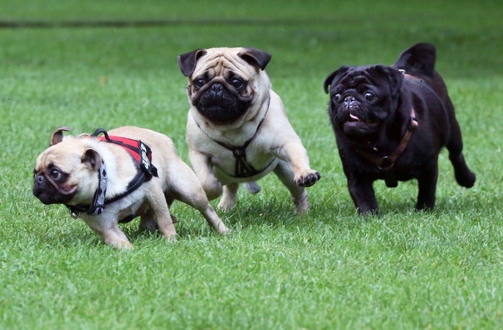 Race pug sale