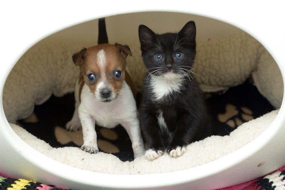 Kitten And Puppy Think They Are Siblings