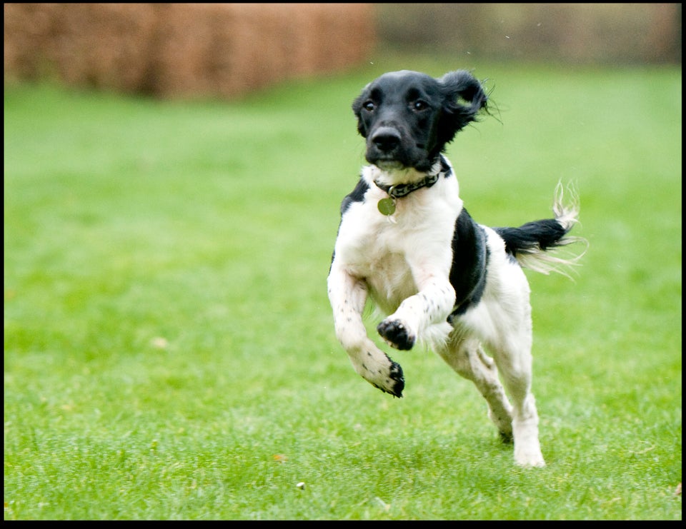 Dog Survives 120ft Fall Off Cliff