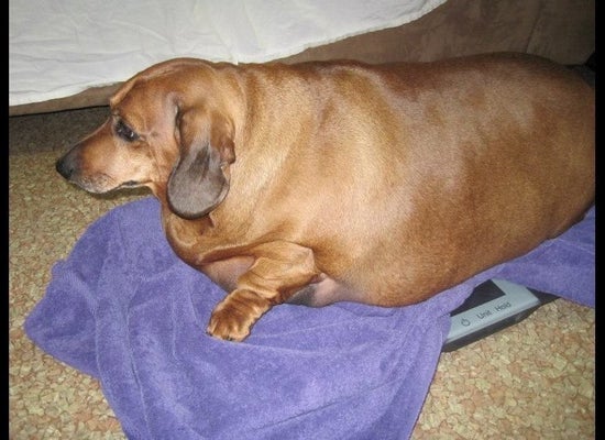 77 lb weiner hot sale dog