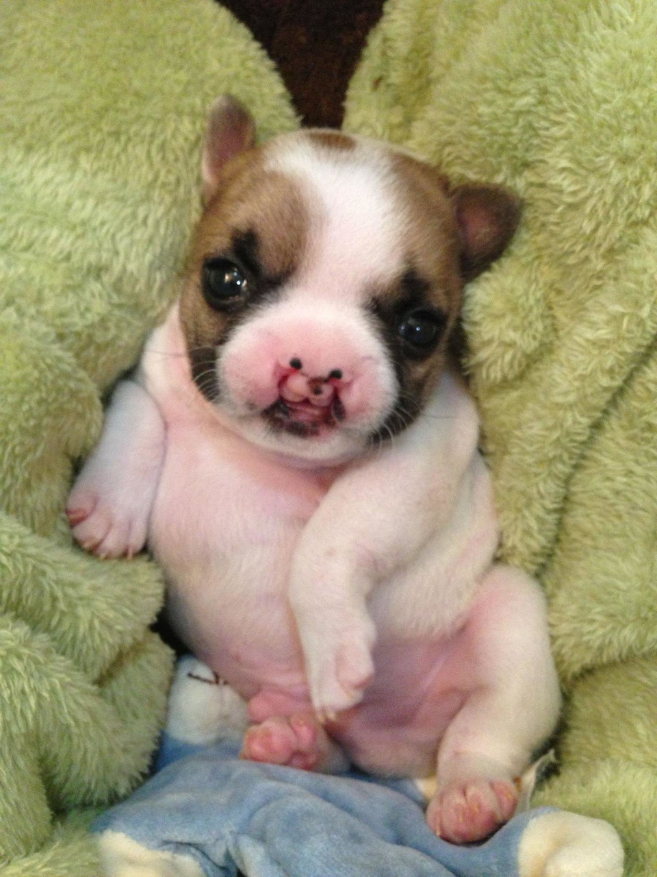 Lentil, French Bulldog Puppy With A Cleft Palate, Is