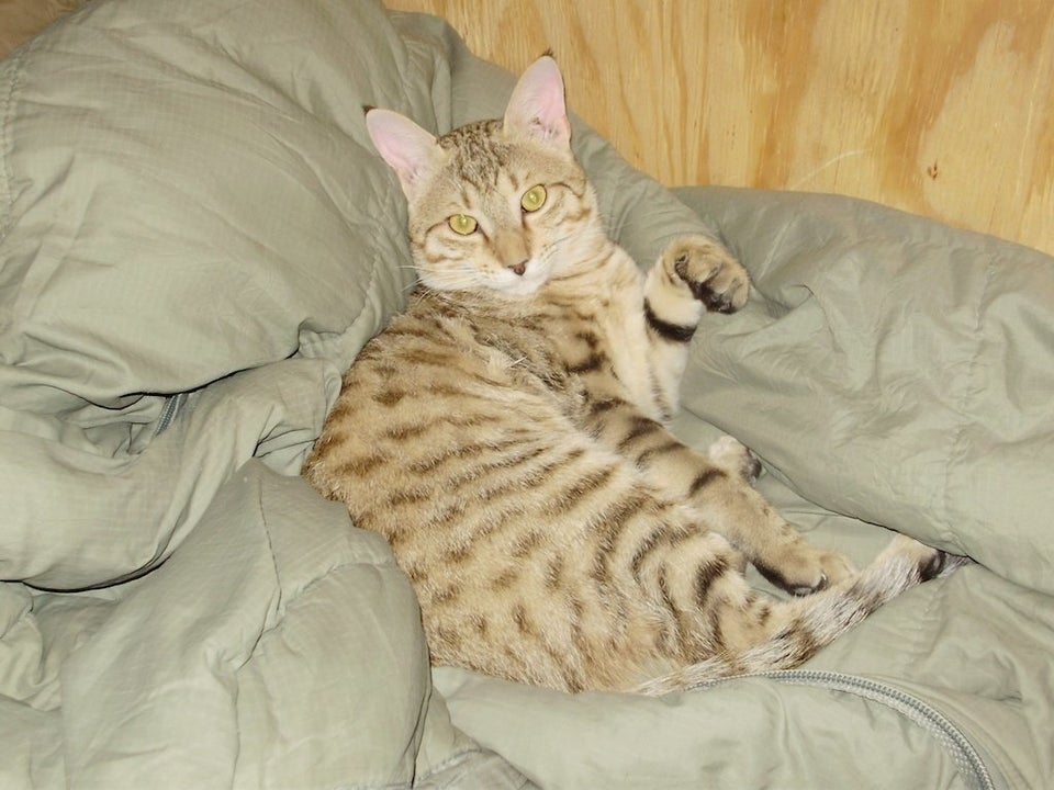 Afghan Cat Saves Soldier