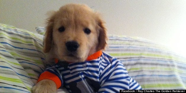 World's cutest sales golden retriever