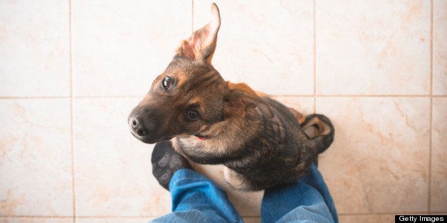 A three month old German Shepherd mix puppy sits on the feet of a person wearing jeans and black socks, and looks with curiousity up toward the camera.