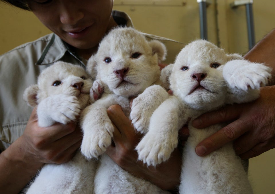 Heart-warming! Cute tiger and lion cubs become best friends in