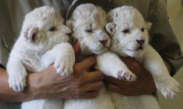 Cute lion and tiger cubs appear to be best friends in adorable pictures  from Japanese safari park, The Independent