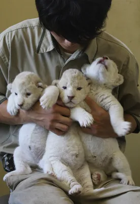 Cute lion and tiger cubs appear to be best friends in adorable pictures  from Japanese safari park, The Independent