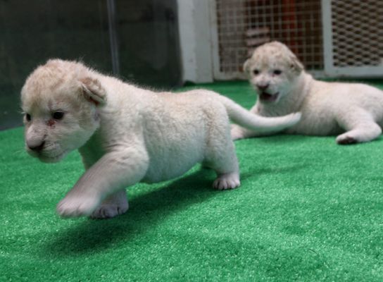 Cute lion and tiger cubs appear to be best friends in adorable pictures  from Japanese safari park, The Independent