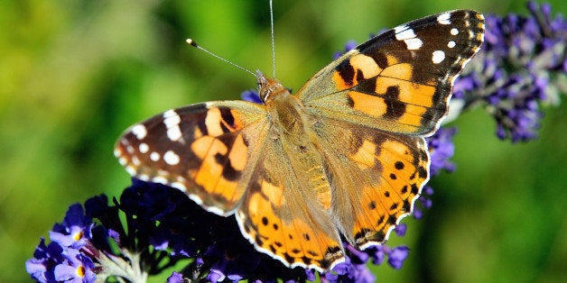 A butterfly searches for food on a buddleia flower, on August 4, 2013 in Godewaersvelde, northern France. Populations of gras