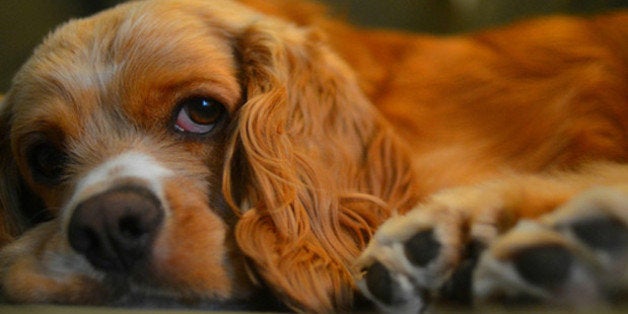 The 7 Most Precious Dog Videos Of All Time (VIDEOS) | HuffPost