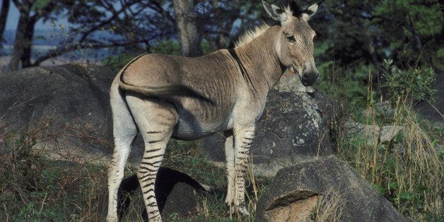 zonkey equus ferus x e.burcheli zimbabwe, africa