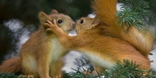 The 10 Most Romantic Animals Of All Time (PHOTOS) | HuffPost Good News